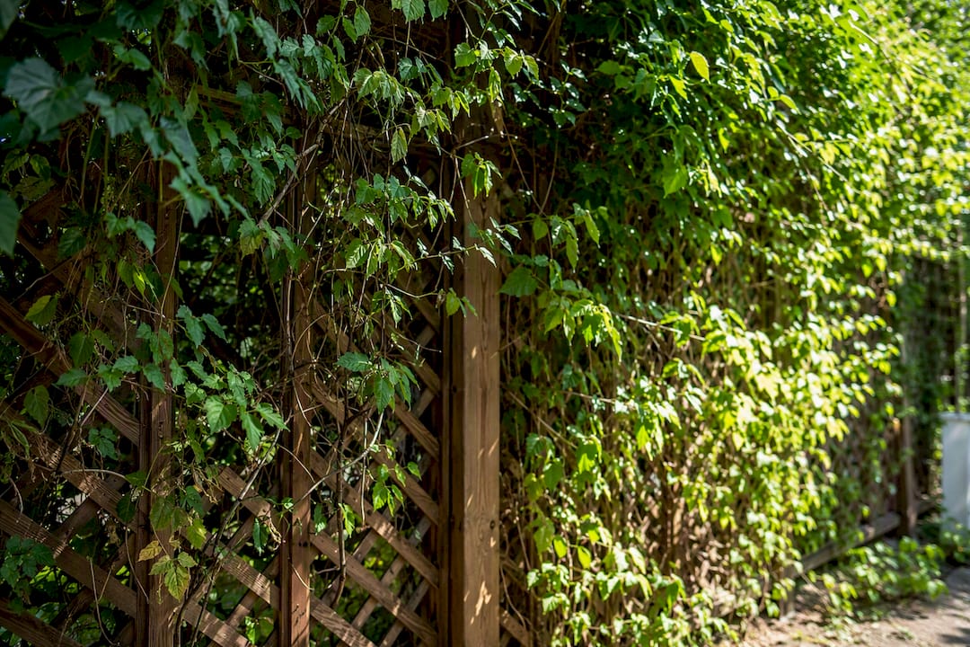 Trellis fence covered with climbing green vines